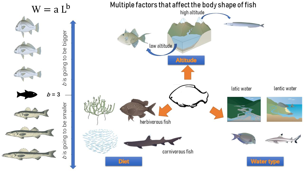 Fishes | Free Full-Text | Weight–Length Relationship Analysis Revealing ...