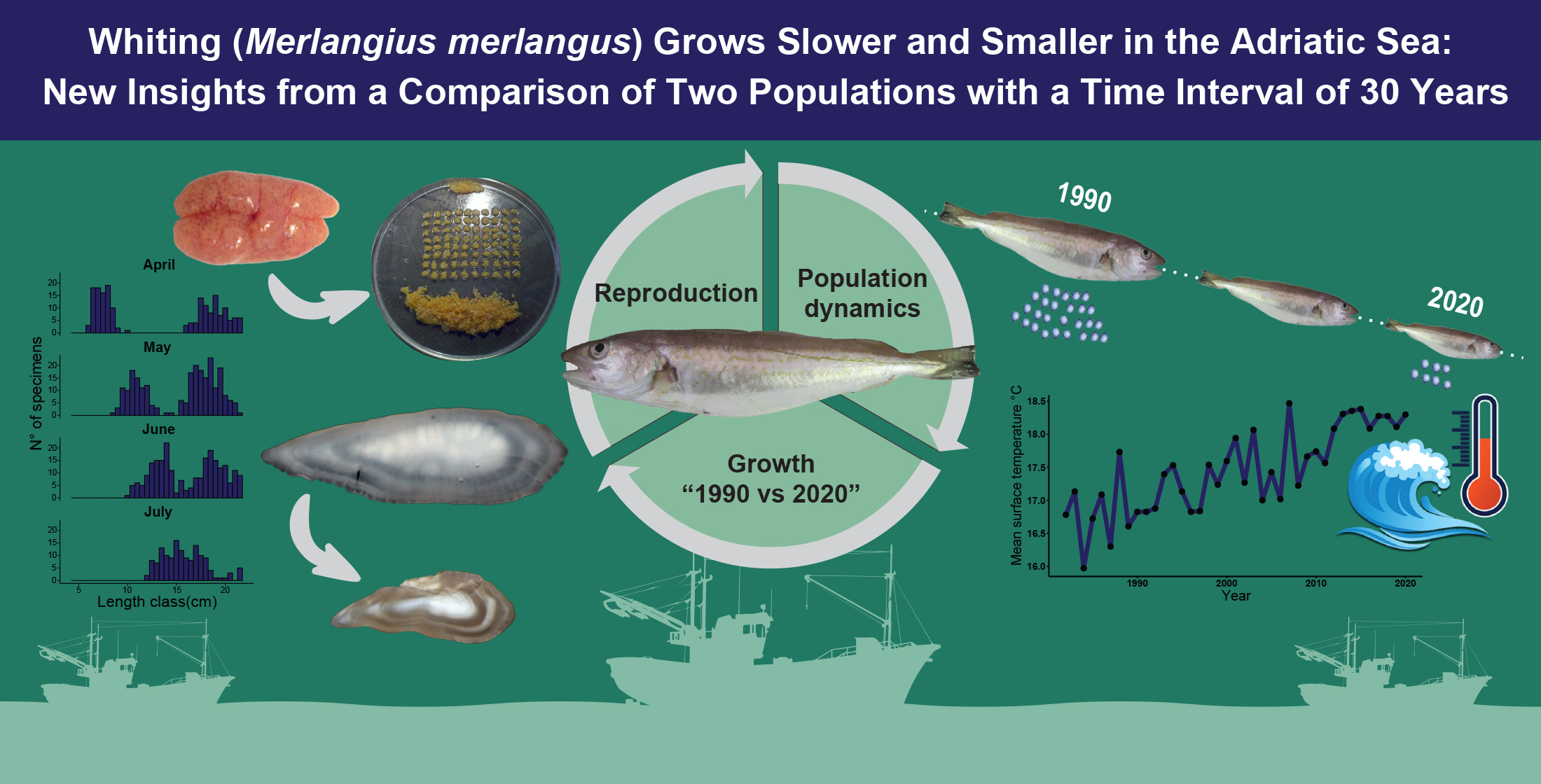Whiting Merlangius Merlangus Grows Slower And Smaller In The Adriatic Whiting Merlangius Merlangus Grows Slower And Smaller In The Adriatic