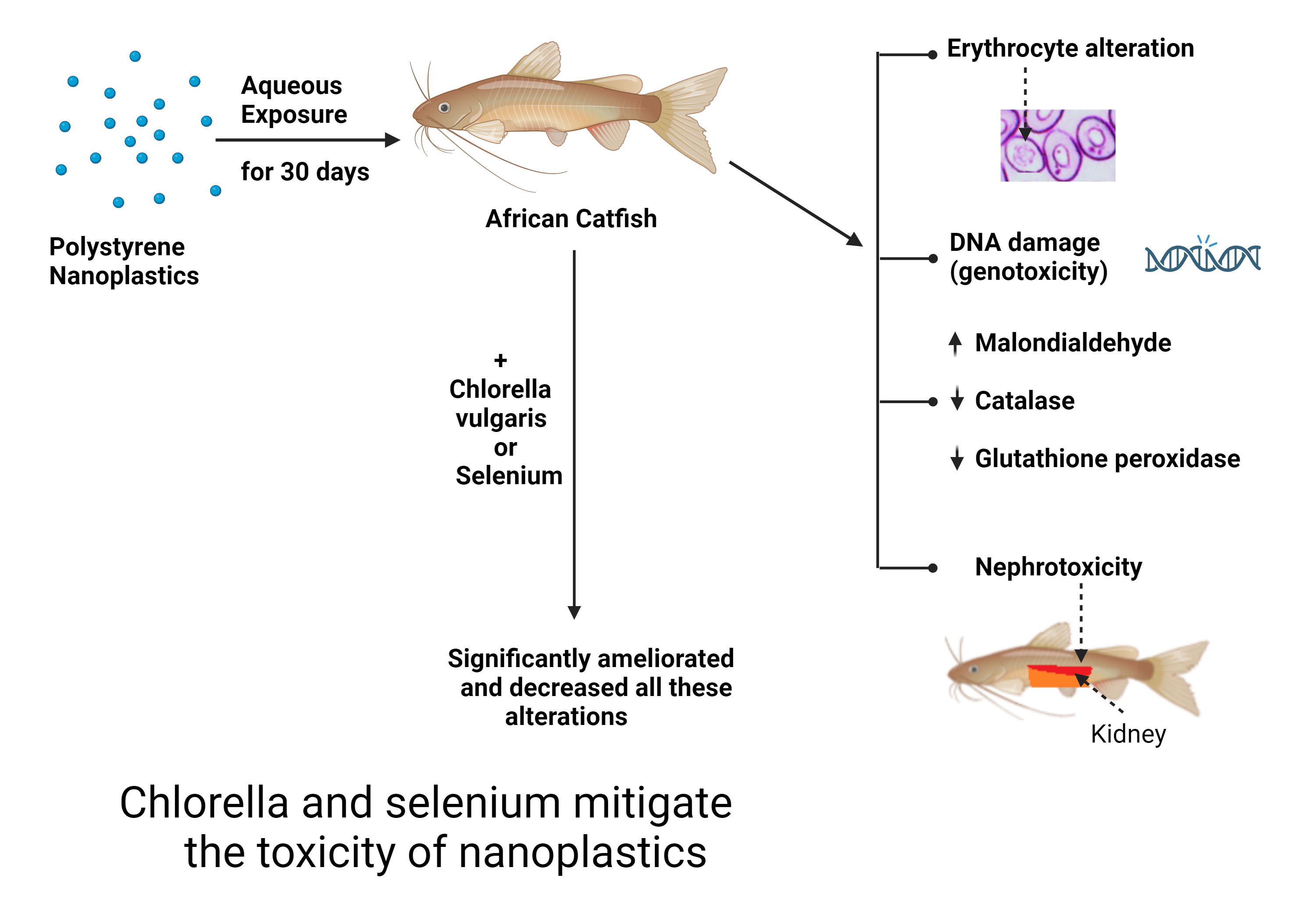 Fishes Special Issue Sustainable Catfish Aquaculture