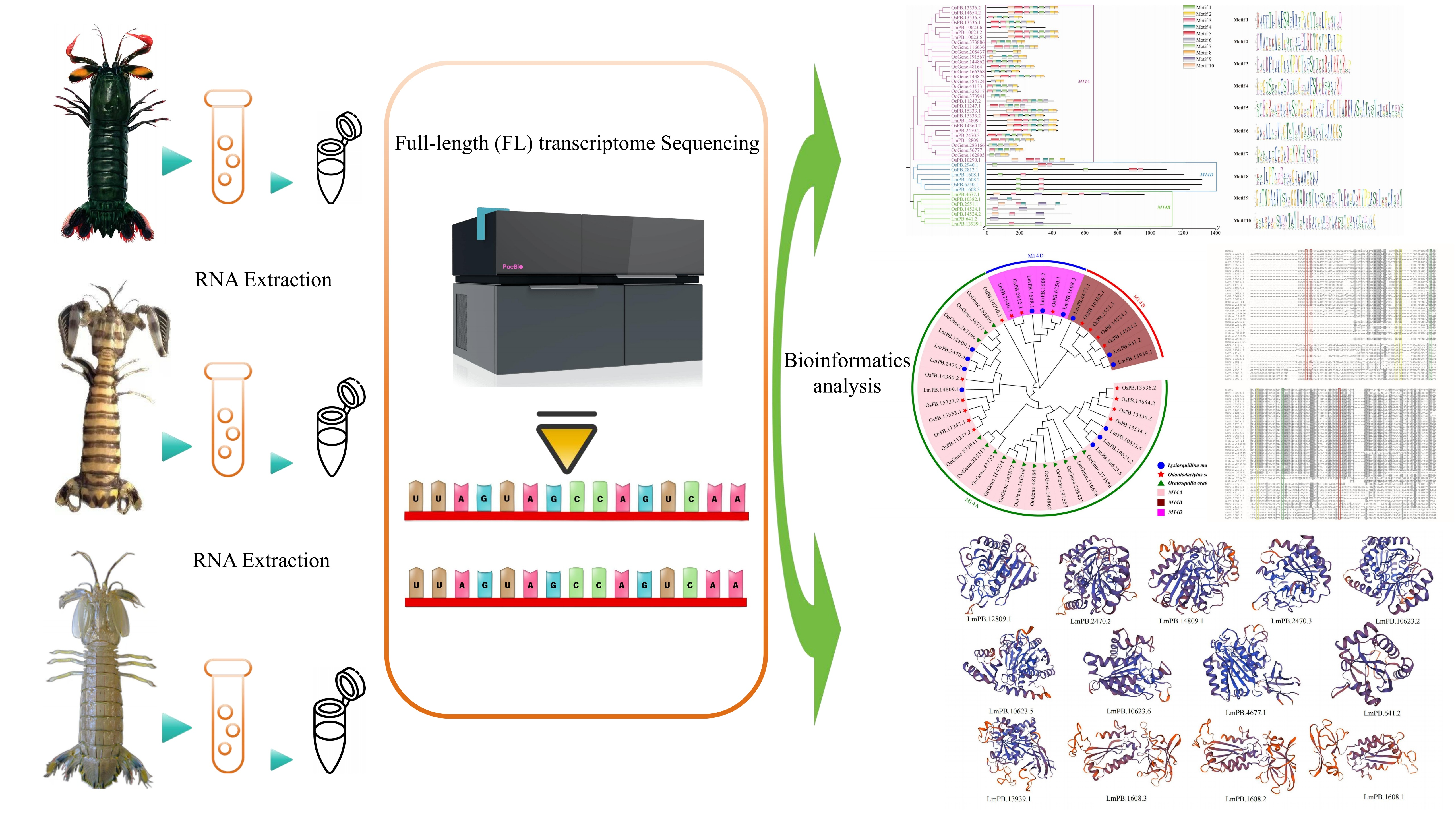 Identification of the Metallocarboxypeptidase M14 Gene Family in
