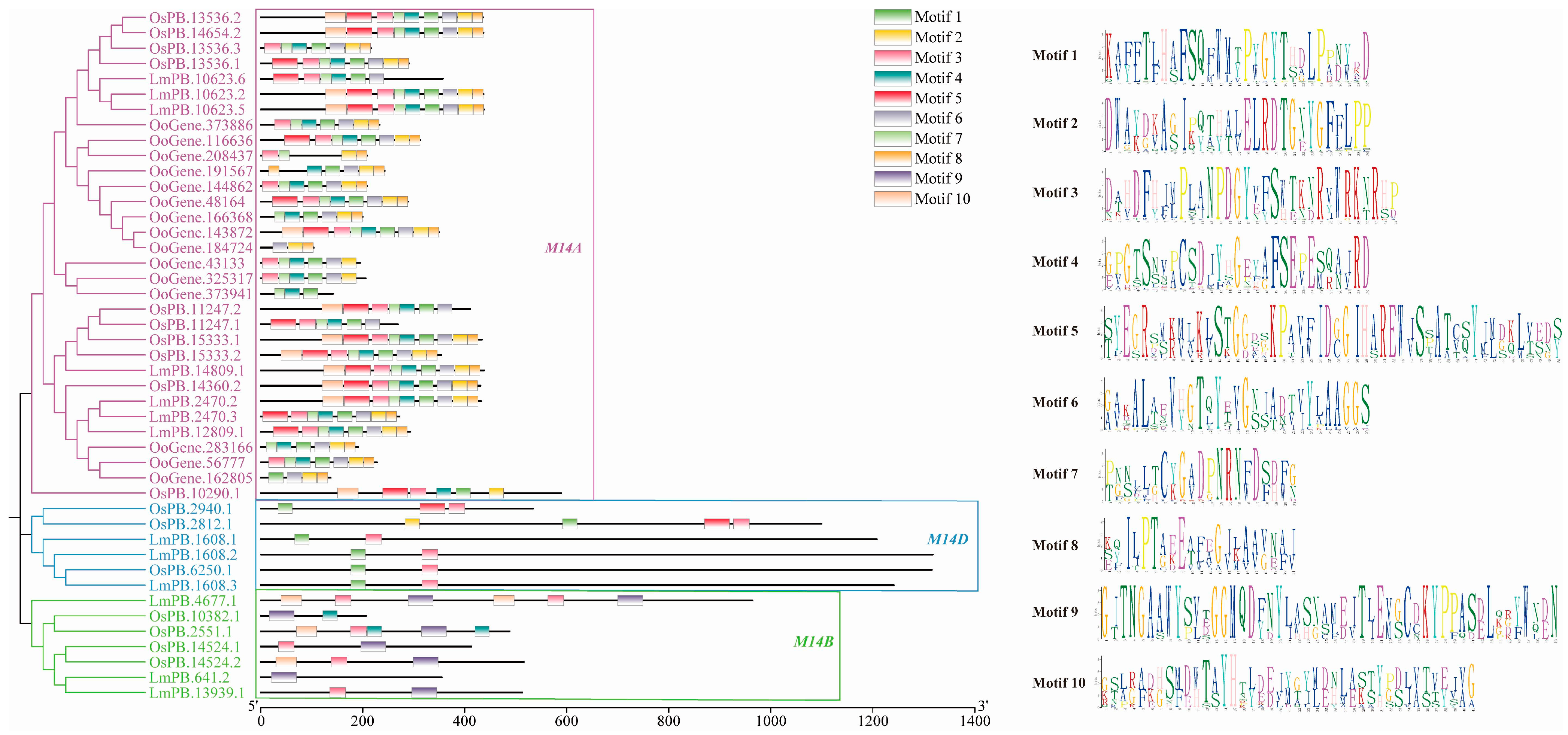 Identification of the Metallocarboxypeptidase M14 Gene Family in