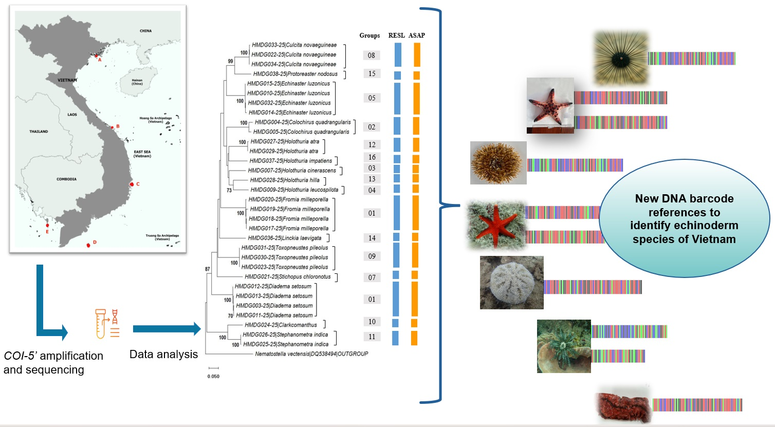 Integrative COI Barcoding and Species Delimitation in Echinodermata ...