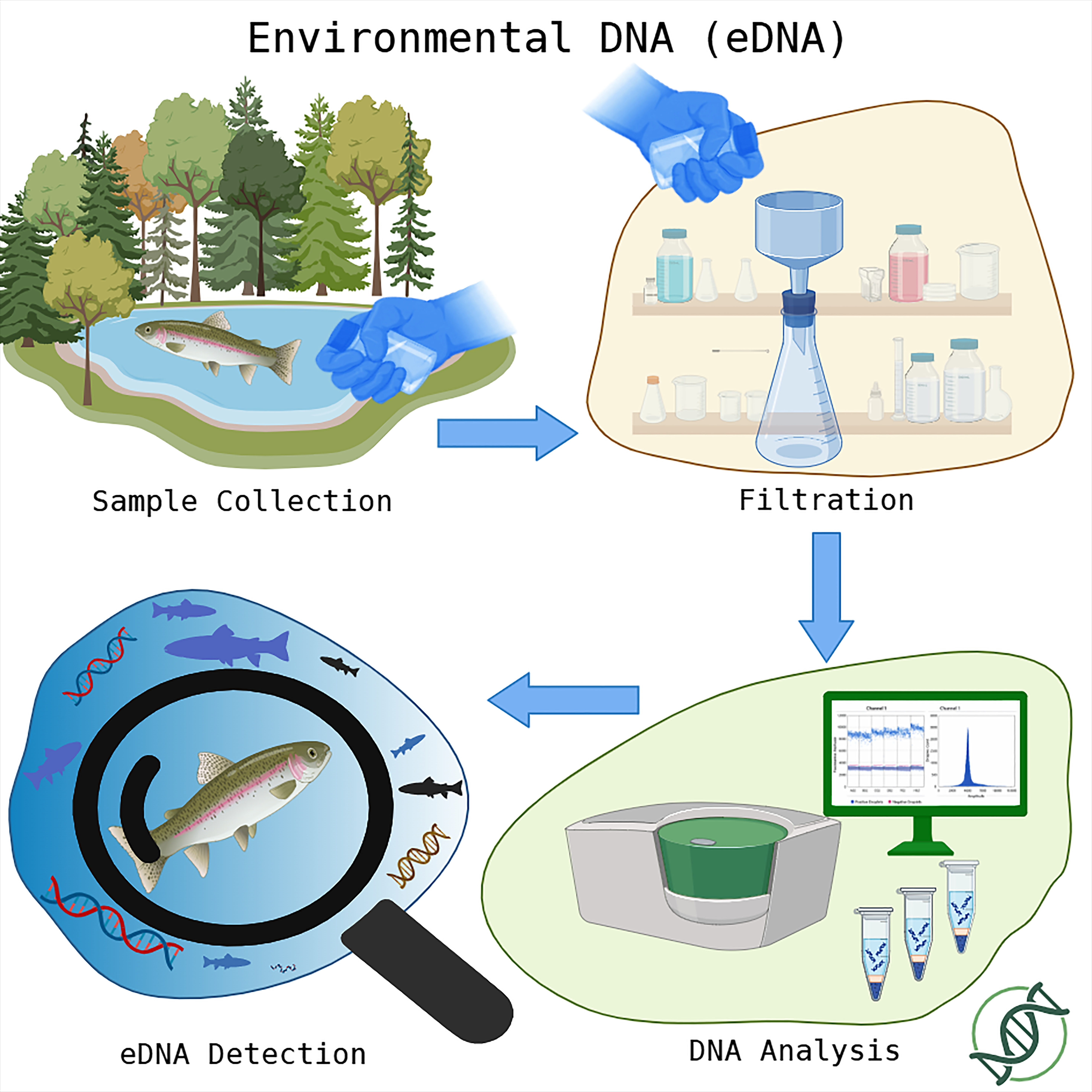 A Species-Specific Assay for Salmo cf. trutta and Its Application in ...