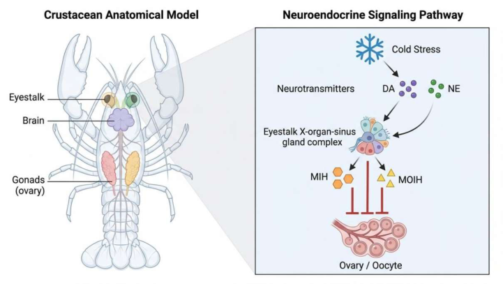 Cold Stress and Molecular Regulation of Gonadal Development in ...
