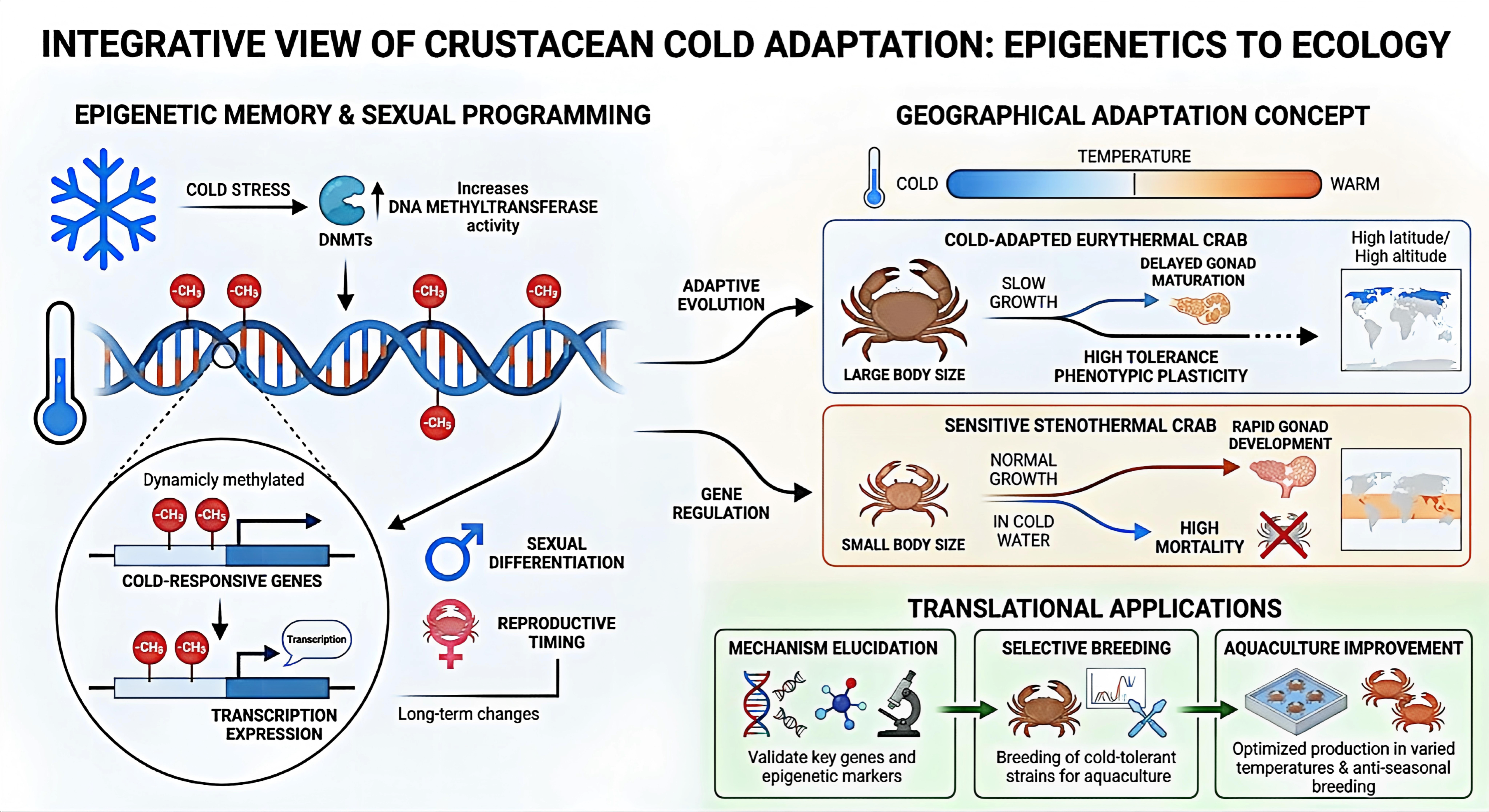 Cold Stress and Molecular Regulation of Gonadal Development in ...