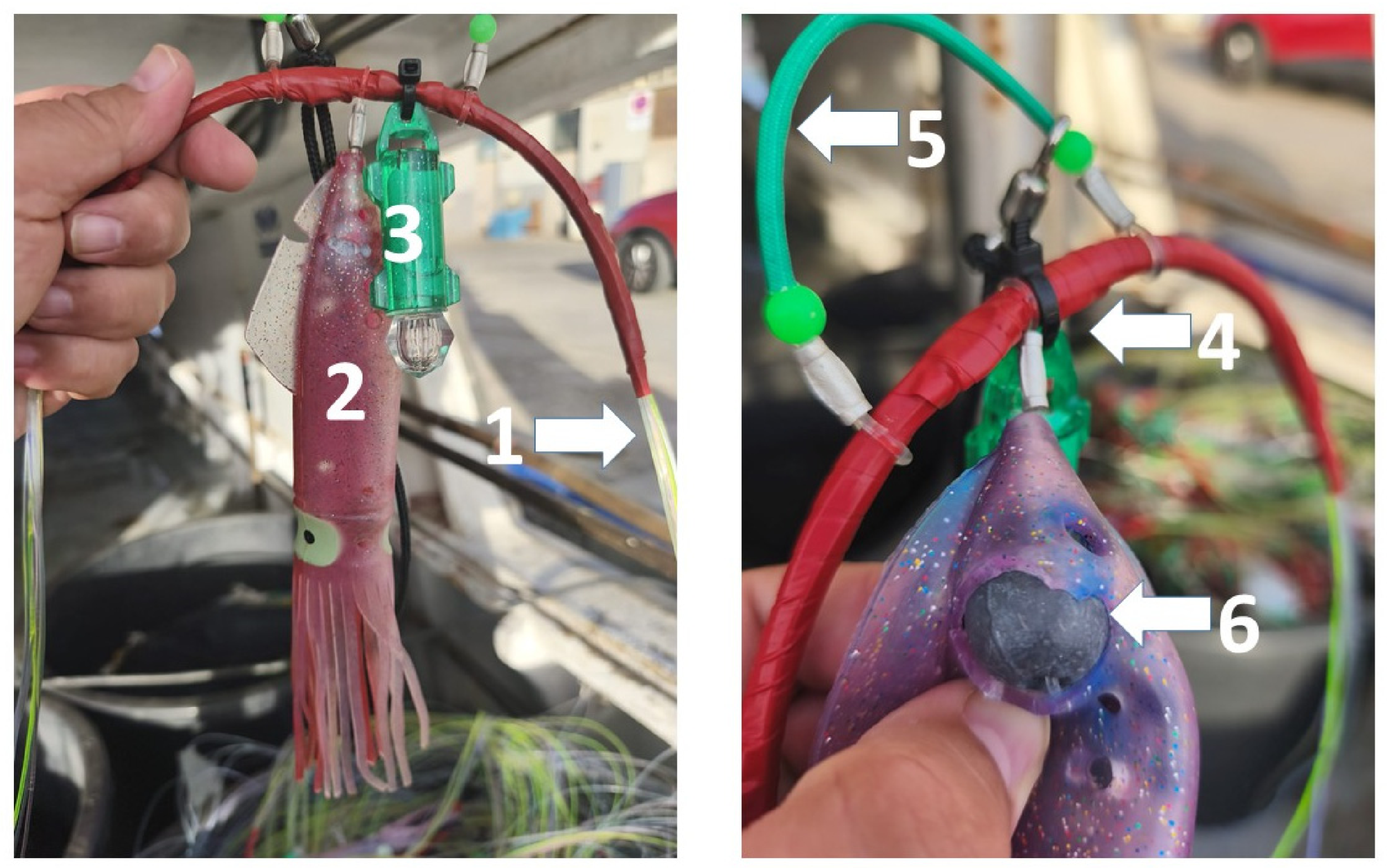 Loop Lines (Traplines): A New Emerging Terminal Device in Pelagic ...