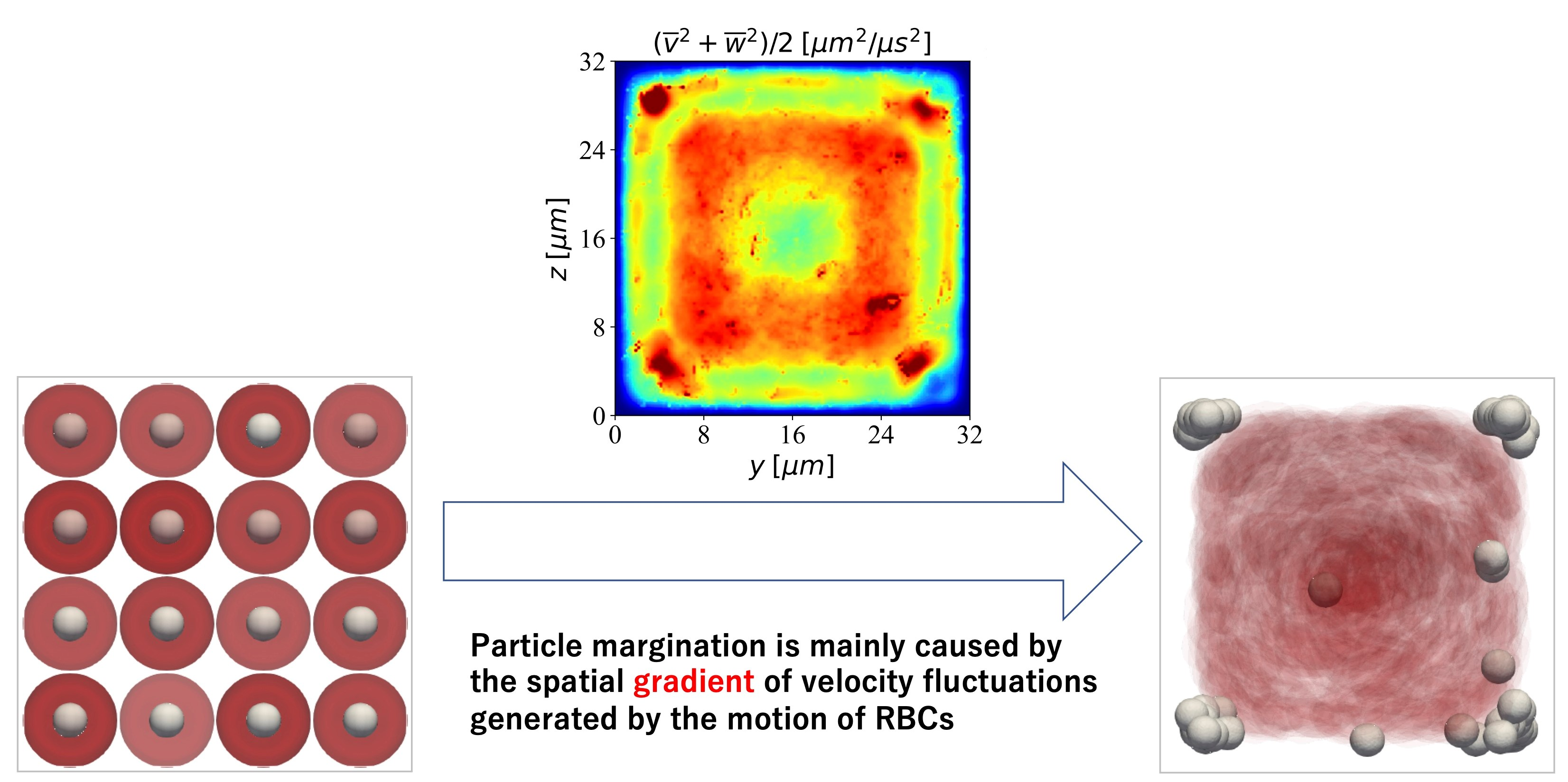Fluids | Free Full-Text | Numerical Study of Particle Margination in a  Square Channel Flow with Red Blood Cells