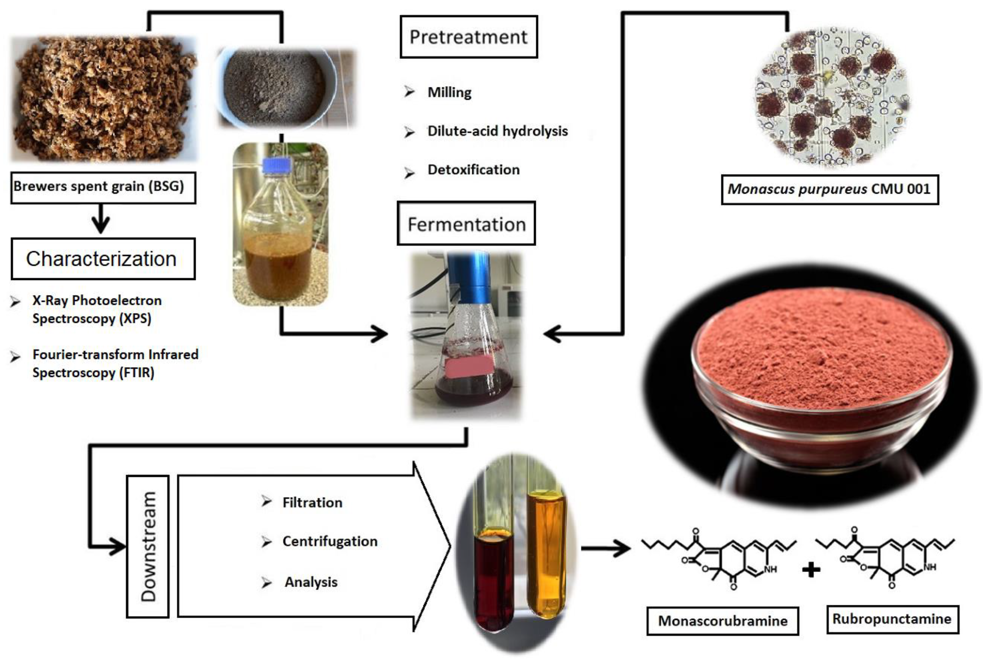 Foods | Free Full-Text | Natural Red Pigment Production by Monascus Purpureus in Submerged Fermentation Systems Using a Food Industry Waste: Brewer's Spent