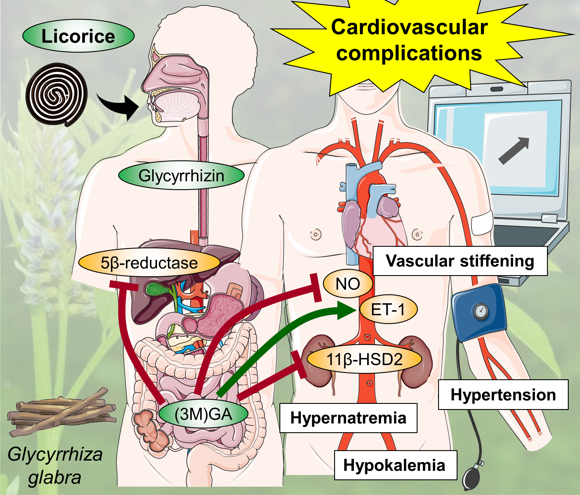 Foods | Free Full-Text | Bioactive Candy: Effects of Licorice on Cardiovascular System