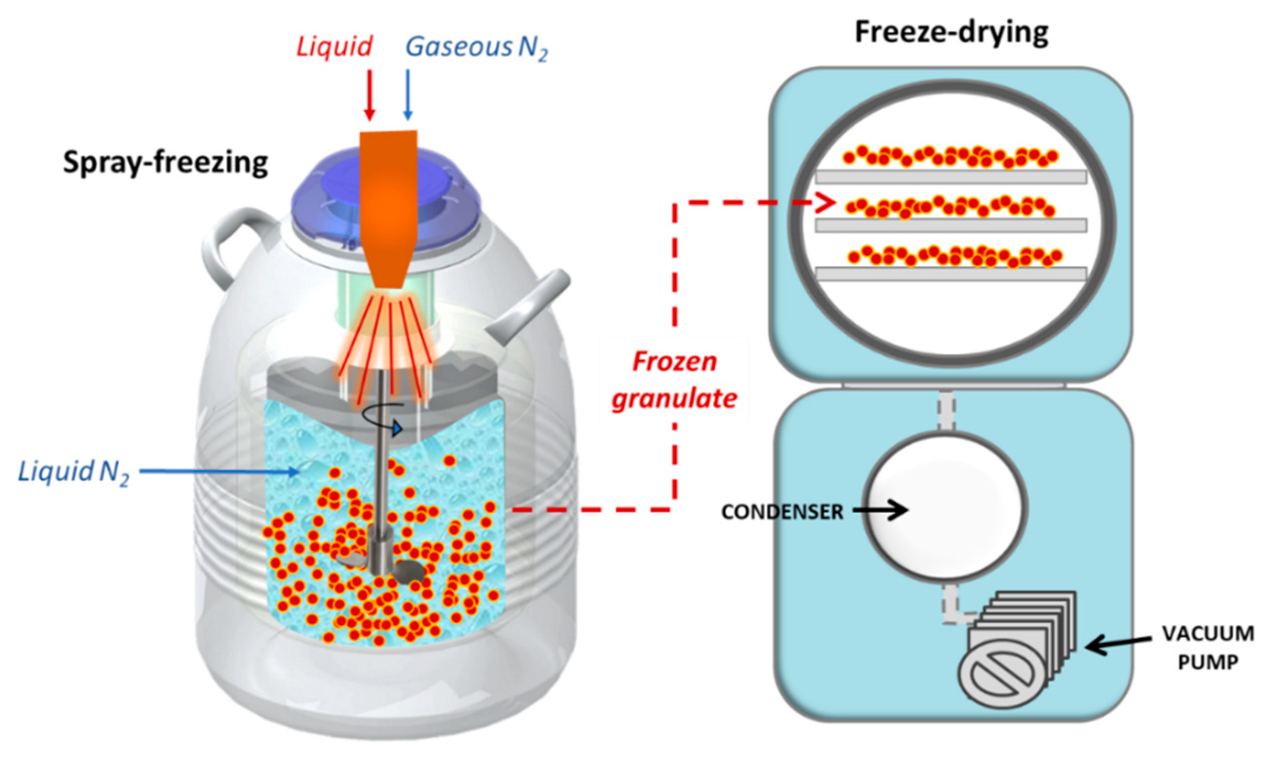 How to freeze dry food by lyophilizer? Freeze drying process