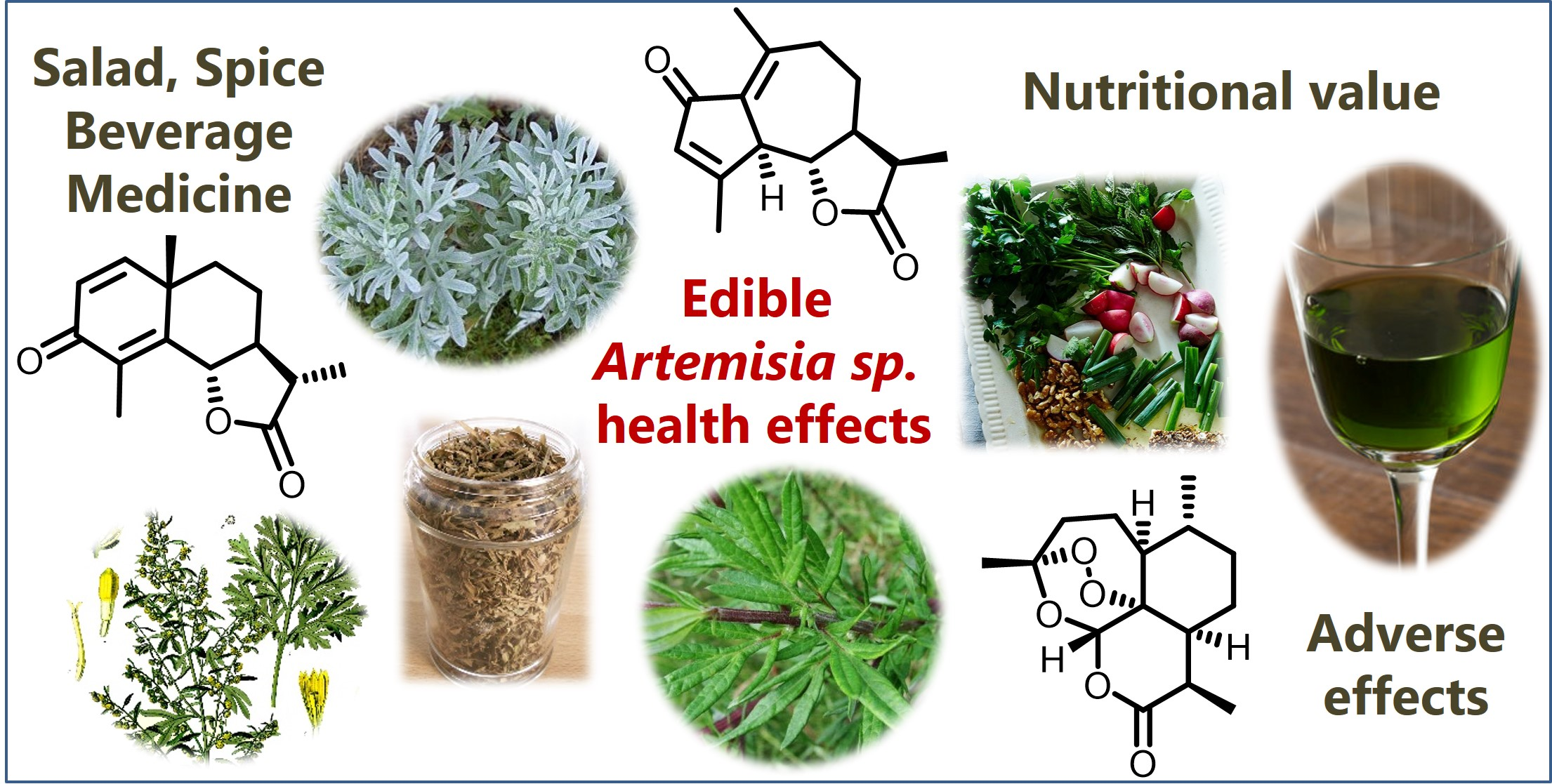 Artemisia annua—A Revolution in the History of Tropical Medicine