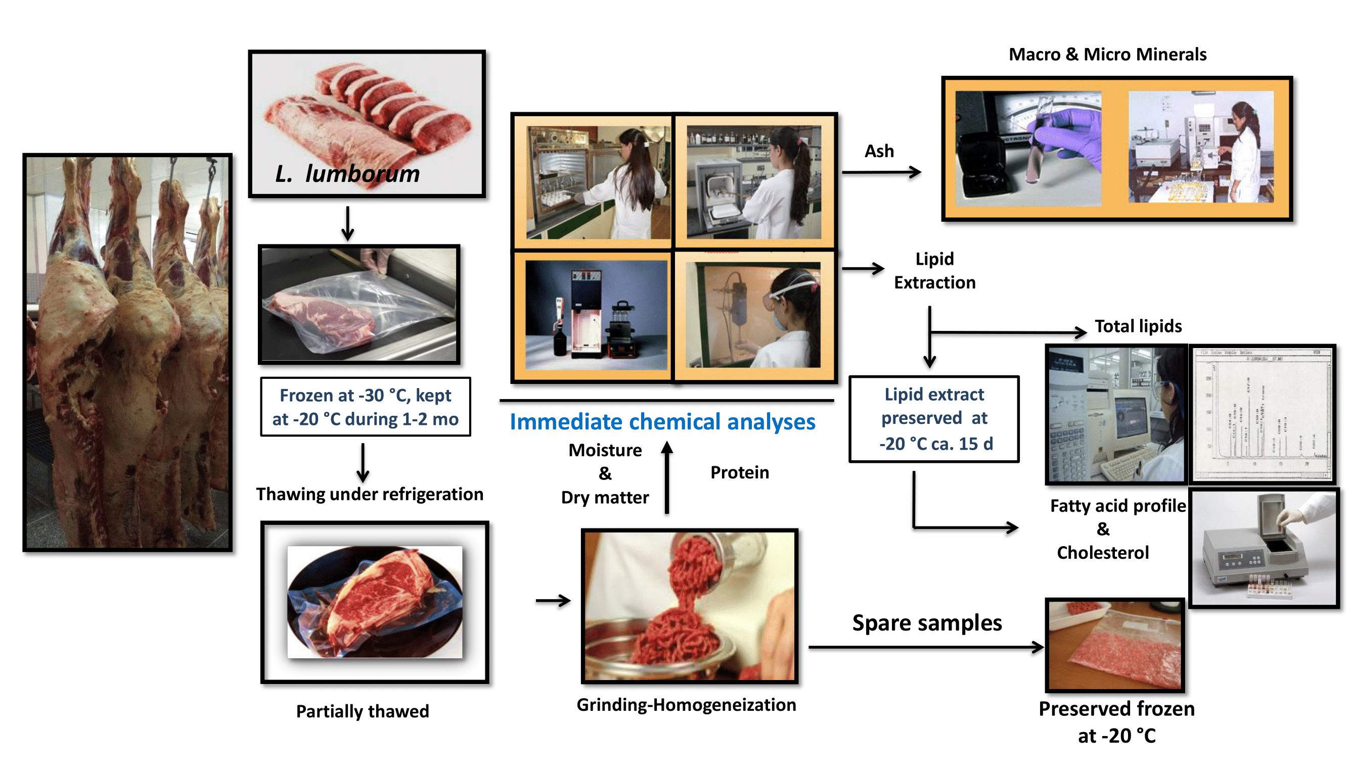 Foods Free Full-Text Multivariate Relationships among Carcass Traits and Proximate Composition, Lipid Profile, and Mineral Content of Longissimus lumborum of Grass-Fed Male Cattle Produced under Tropical Conditions picture