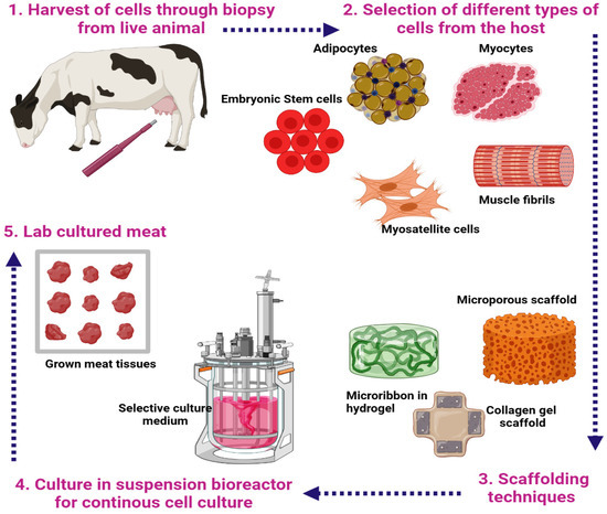 Foods | Free Full-Text | The Epic of In Vitro Meat Production—A Fiction  into Reality
