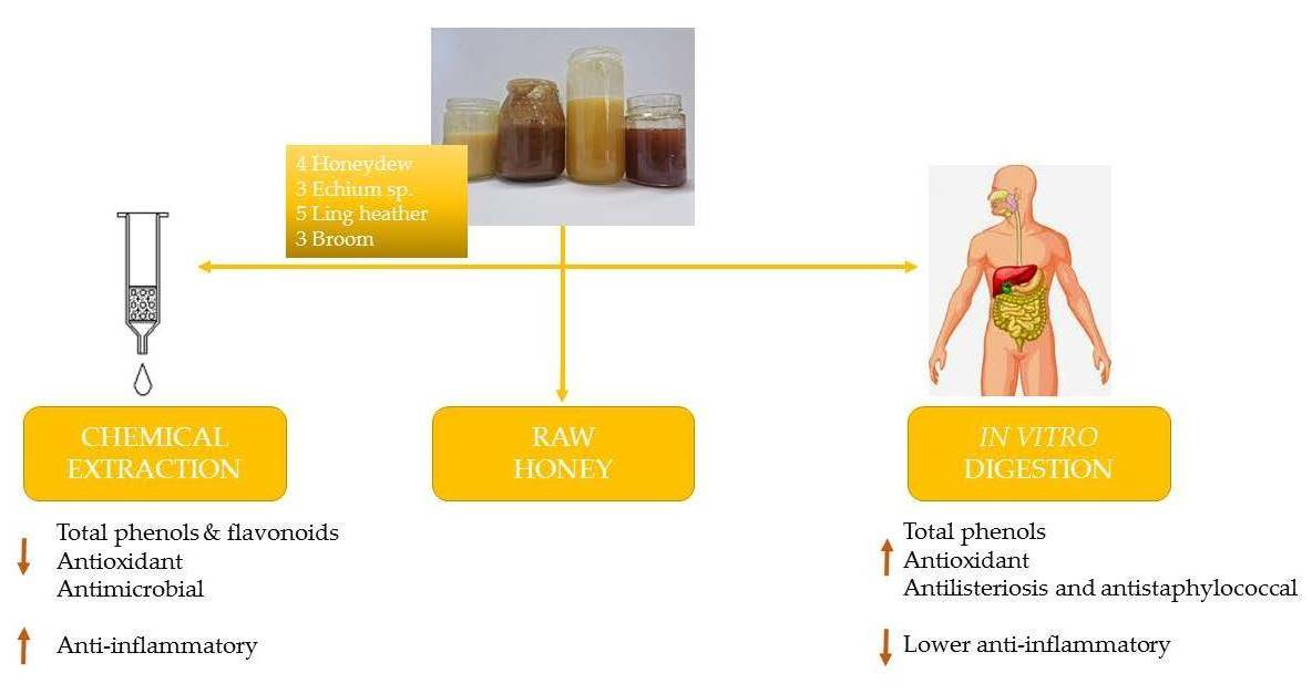 Raw Honey VS Commercial Honey: What You Need to Know — My Dad's