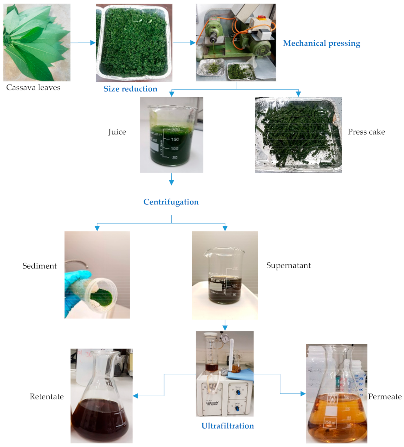 Foods | Free Full-Text | Partitioning of Proteins and Anti-Nutrients in  Cassava (Manihot esculenta Crantz) Leaf Processing Fractions after  Mechanical Extraction and Ultrafiltration