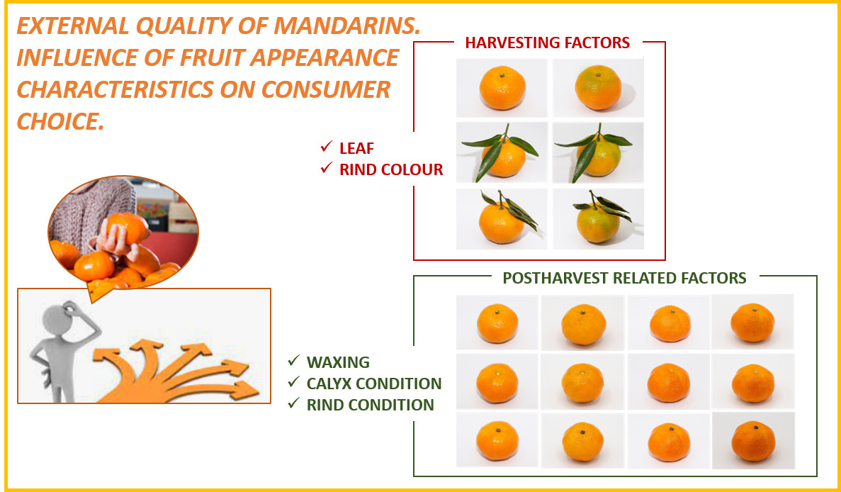 Ways to Serve Mandarin Orange -- Harvest to Table