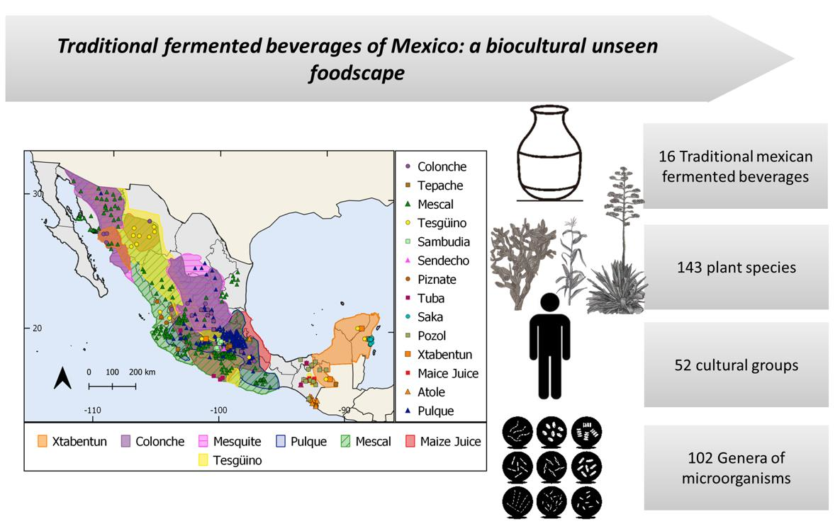 Foods | Free Full-Text | Traditional Fermented Beverages of Mexico: A ...
