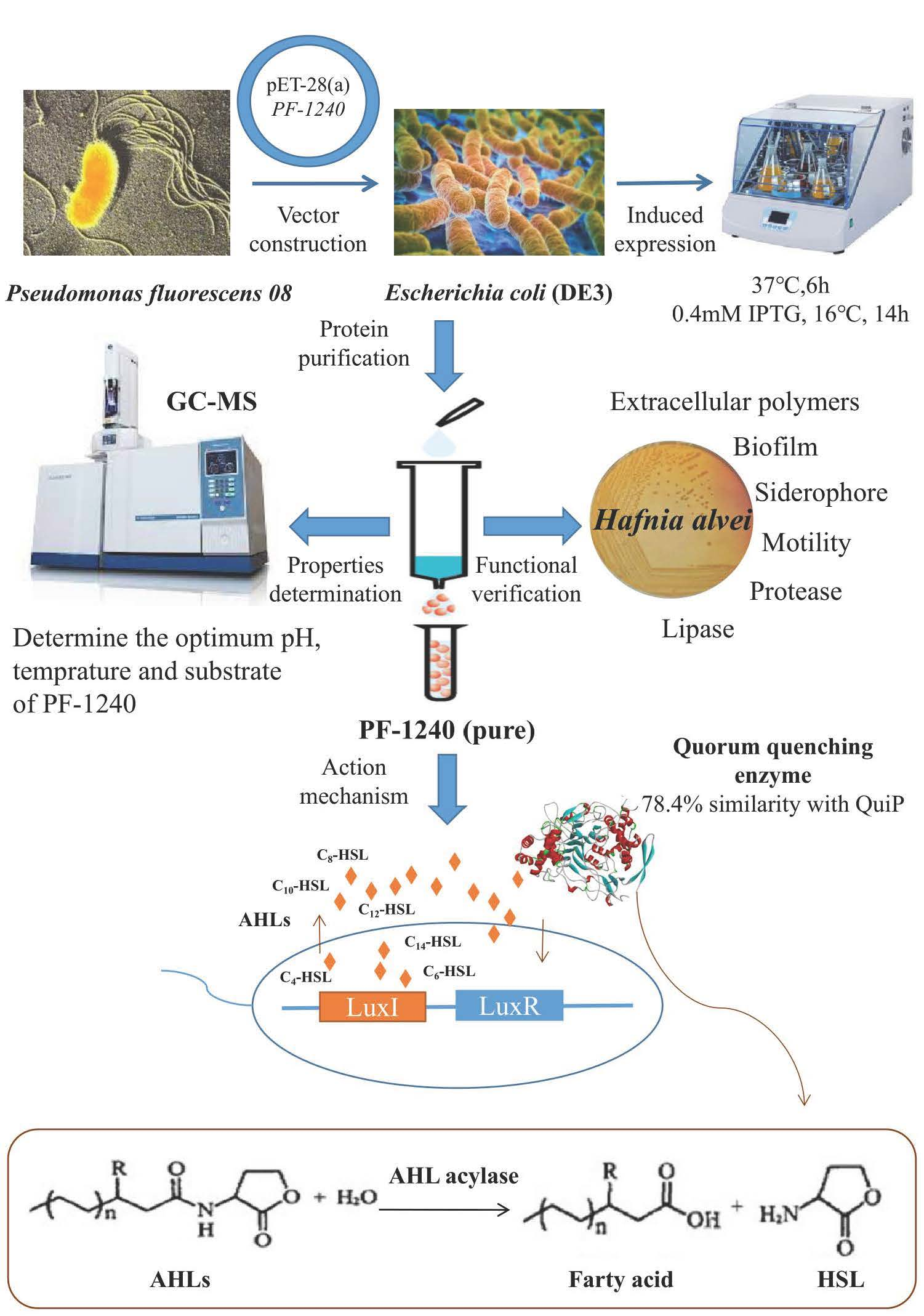 PDF) Structural and Biochemical Characterization of AaL, a Quorum Quenching  Lactonase with Unusual Kinetic Properties