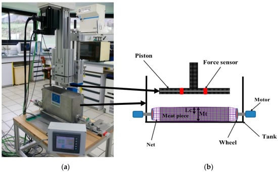 Impact of Tumbling Process on the Toughness and Structure of Raw Beef ...