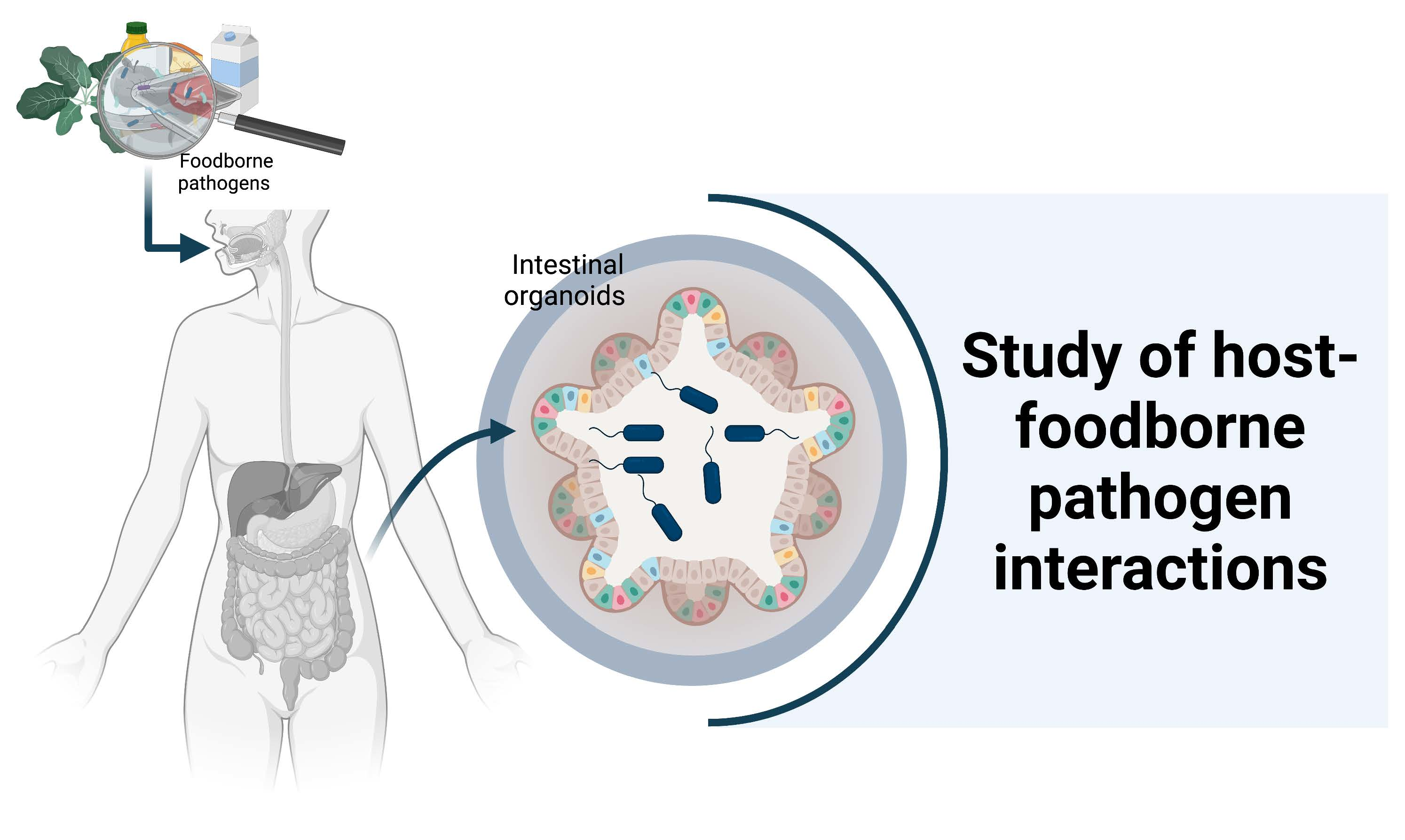 Foods Free Full Text Intestinal Organoids New Tools To Comprehend