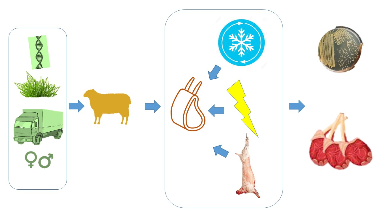 Foods | Free Full-Text | Effect of Pre-Slaughter Practises and Early  Post-Mortem Interventions on Sheep Meat Tenderness and Its Impact on  Microbial Status