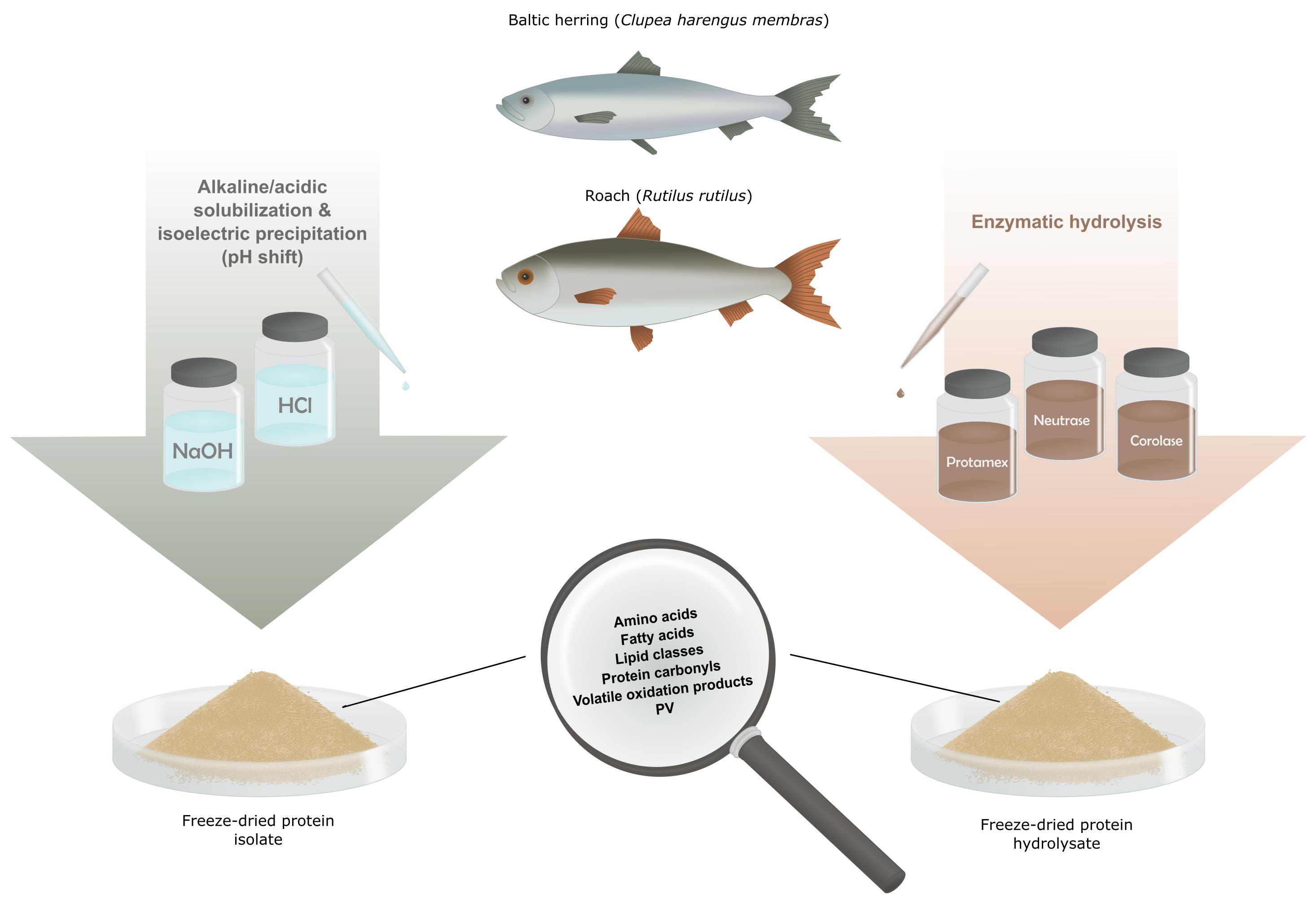 Foods | Free Full-Text | Quality of Protein Isolates and Hydrolysates from  Baltic Herring (Clupea harengus membras) and Roach (Rutilus rutilus)  Produced by pH-Shift Processes and Enzymatic Hydrolysis