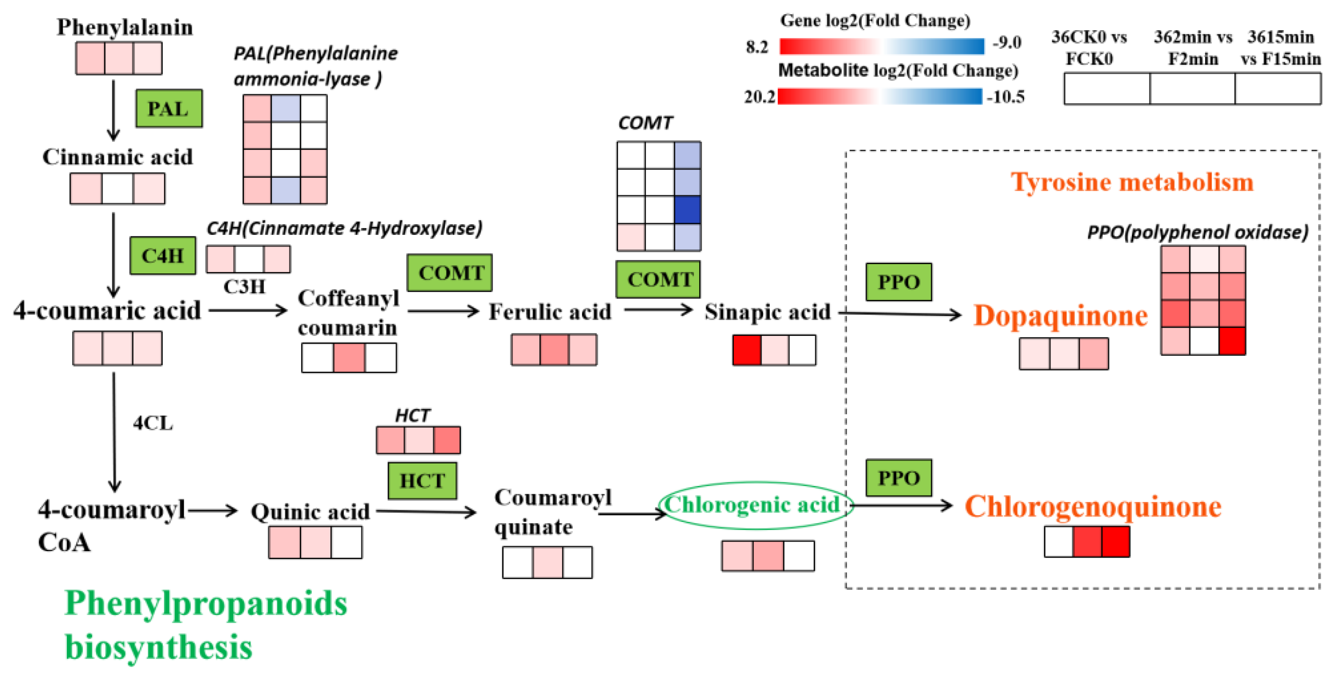 Metabolomic Analysis Combined With Enzymatic And Transcriptome Assays Metabolomic Analysis Combined With Enzymatic And Transcriptome Assays