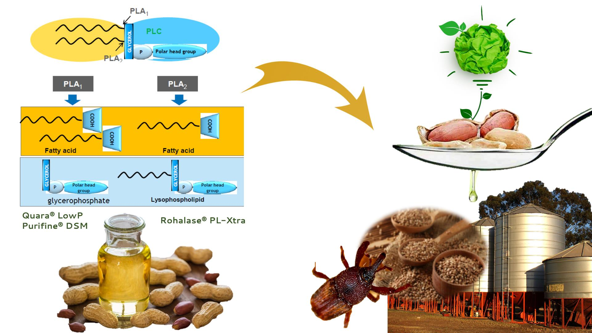 Foods | Free Full-Text | Chemical vs. Enzymatic Refining to Produce Peanut  Oil for Edible Use or to Obtain a Sustainable and Cost-Effective Protector  for Stored Grains against Sitophilus zeamais (Coleoptera: Curculionidae)