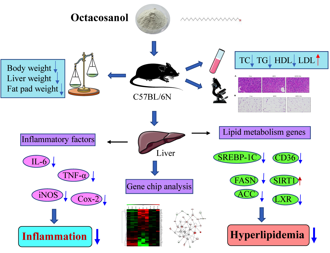 Health Benefits Of Octacosanol Health Benefits Of Octacosanol