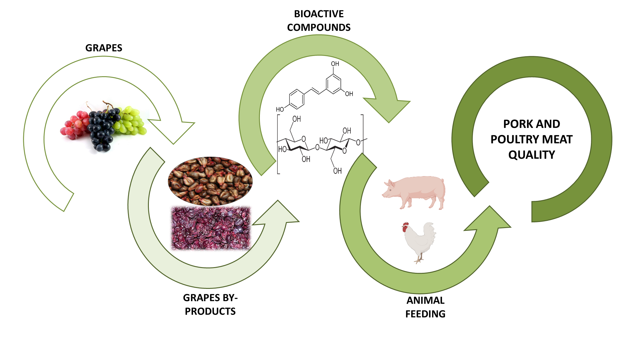 Foods | Free Full-Text | Use of Grape By-Products to Enhance Meat Quality  and Nutritional Value in Monogastrics