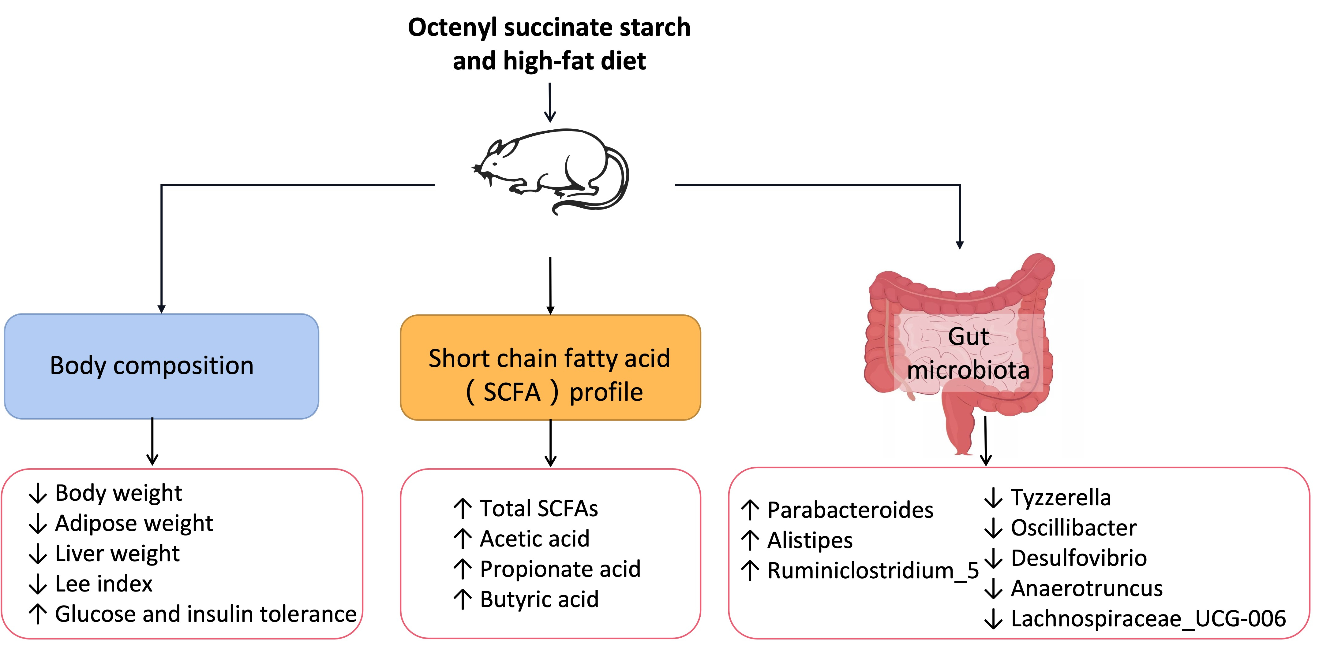 Foods Free Full-Text | Octenyl Succinic Anhydride-Modified Starch Attenuates Body Weight Gain Changes Intestinal Environment of High-Fat Diet-Fed Mice