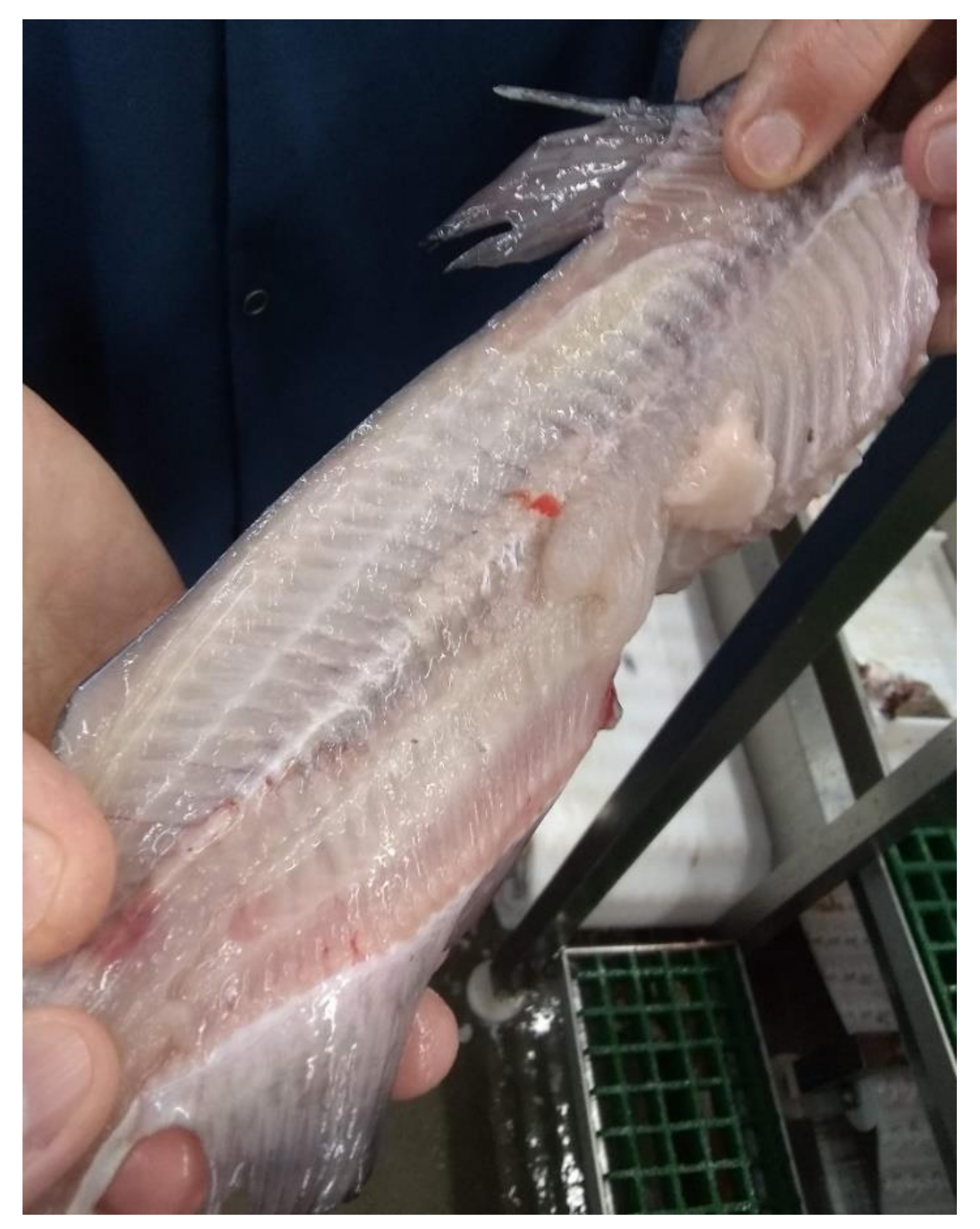 Commercial Fish Processing Bone Skin Removing Machine Shrimp Meat