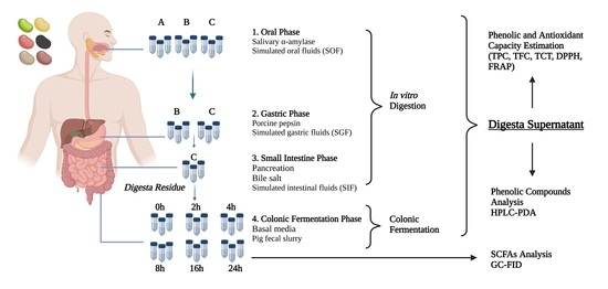 In Vitro Gastrointestinal Bioaccessibility Bioactivities And Colonic In Vitro Gastrointestinal Bioaccessibility Bioactivities And Colonic