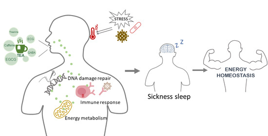 Foods | Free Full-Text | New Perspectives on Sleep Regulation by 
