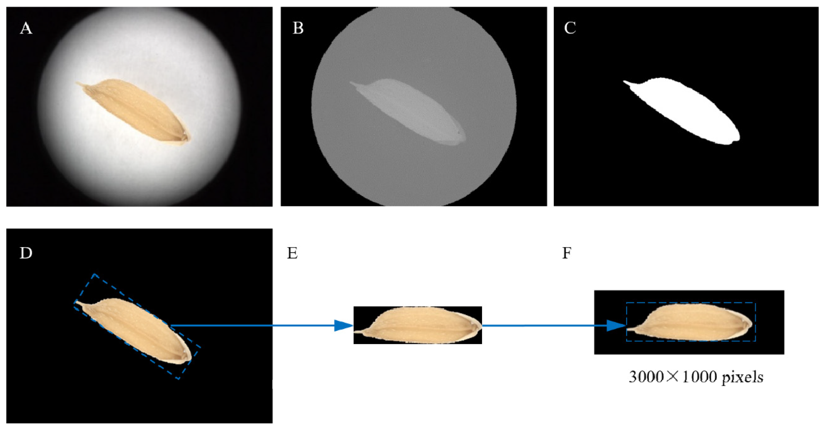 Study On Rice Grain Mildewed Region Recognition Based On Microscopic Study On Rice Grain Mildewed Region Recognition Based On Microscopic