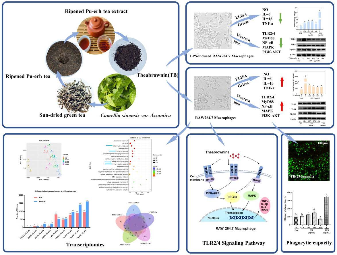 Theabrownin Isolated from Pu-Erh Tea Enhances the Innate Immune and Anti-Inflammatory Effects of ... Theabrownin Isolated from Pu-Erh Tea Enhances the Innate Immune and Anti-Inflammatory Effects of ...