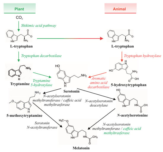 Foods | Free Full-Text | Winery By-Products as Sources of Bioactive ...