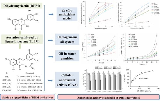How Does Dihydromyricetin Function As A Powerful Antioxidant? How Does Dihydromyricetin Function As A Powerful Antioxidant?