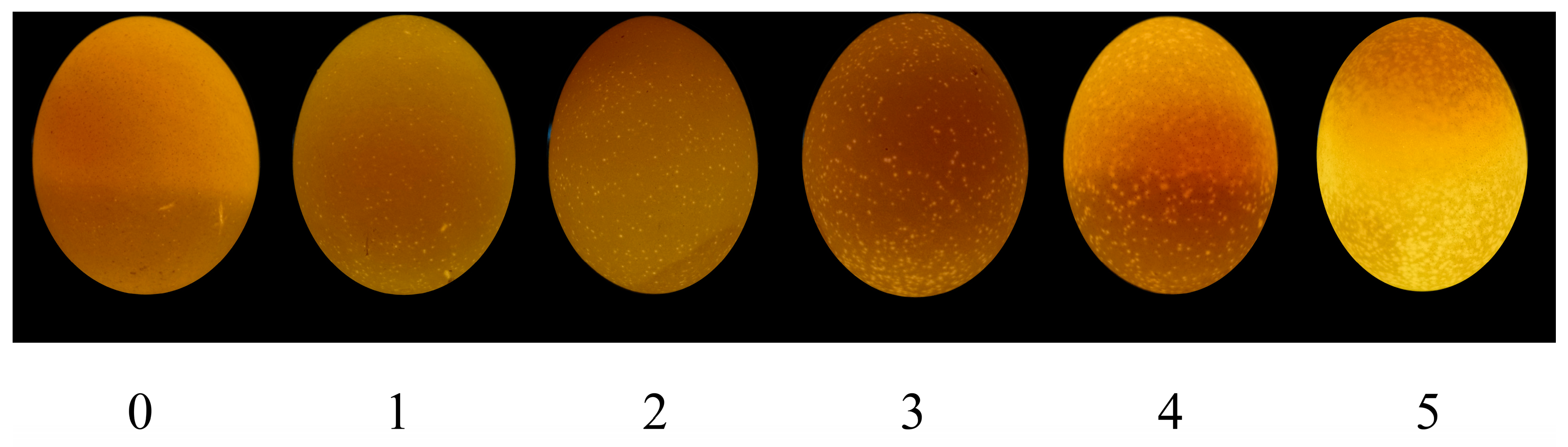 Egg-candling, image acquisition of the samples' upper view
