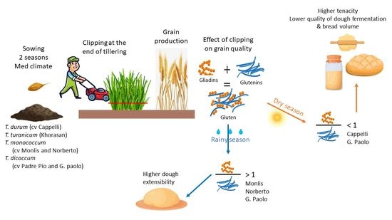 Foods | Free Full-Text | Clipping Effect on the Grain Nitrogen and ...