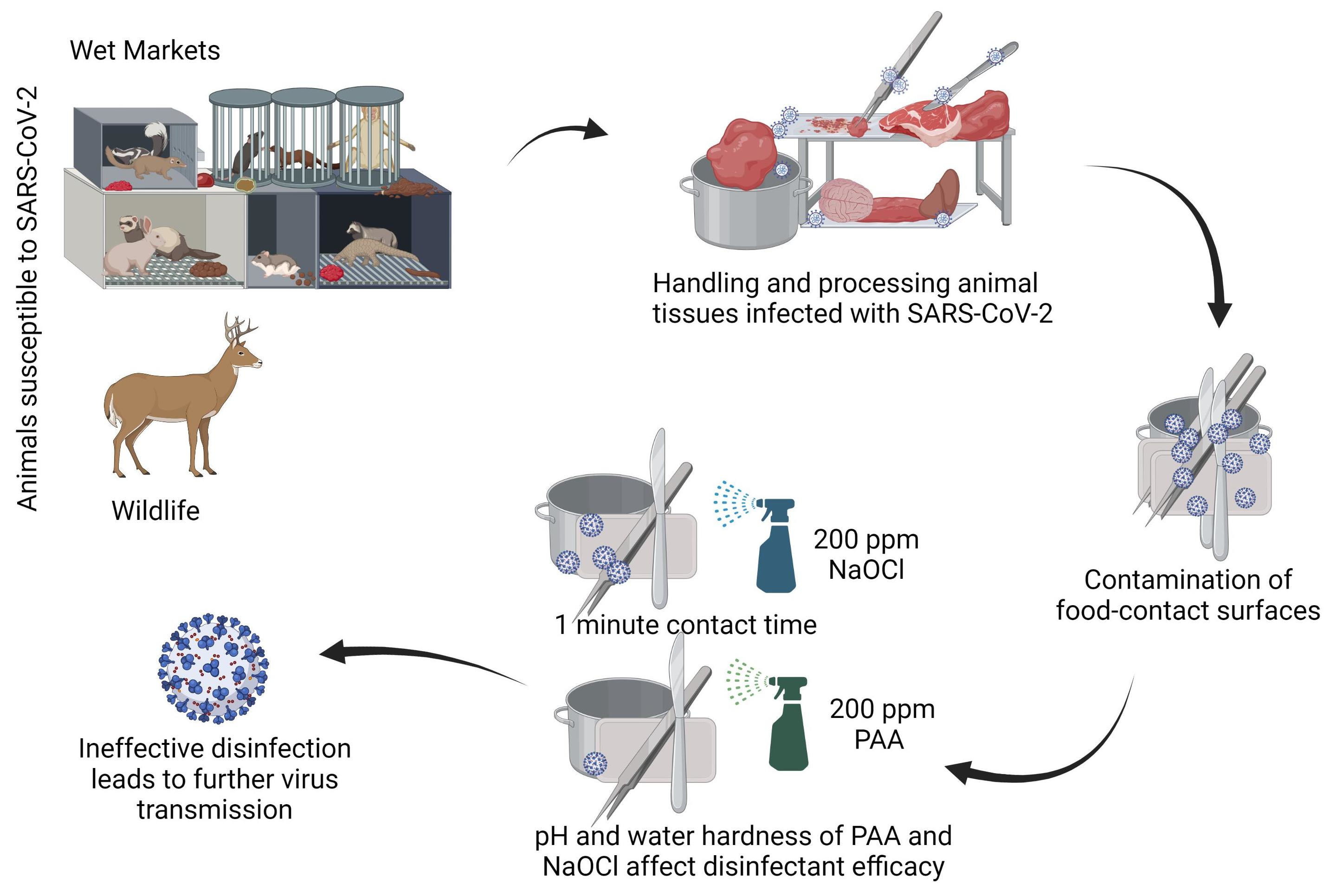 The Effect Of Water Hardness And PH On The Efficacy Of Peracetic Acid The Effect Of Water Hardness And PH On The Efficacy Of Peracetic Acid