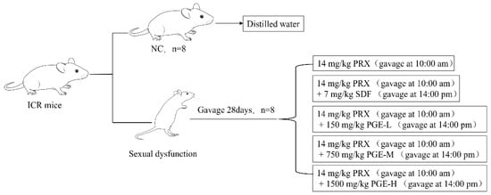 Extract of Pfaffia glomerata Ameliorates Paroxetine-Induced Sexual ...