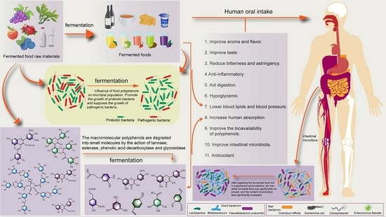 Effects Of Fermentation On Bioactivity And The Composition Of Effects Of Fermentation On Bioactivity And The Composition Of