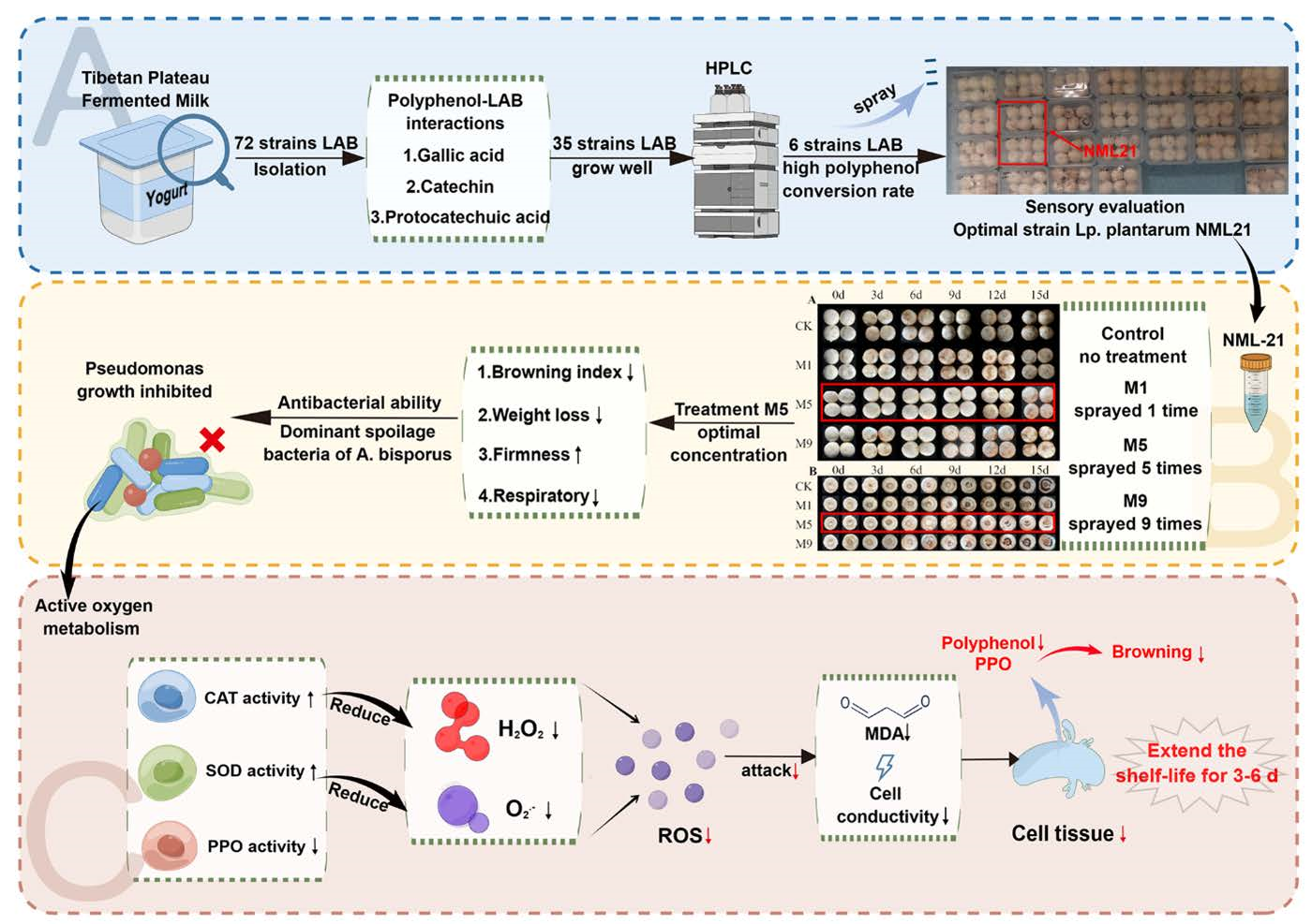 Foods | Free Full-Text | Screening of Lactiplantibacillus 