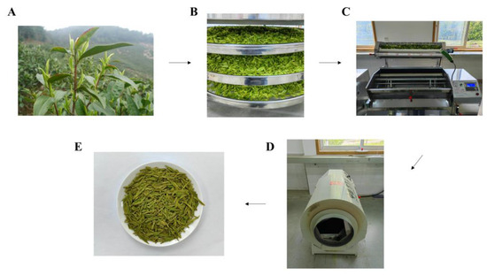 Foods | Free Full-Text | Research of Processing Technology of Longjing ...