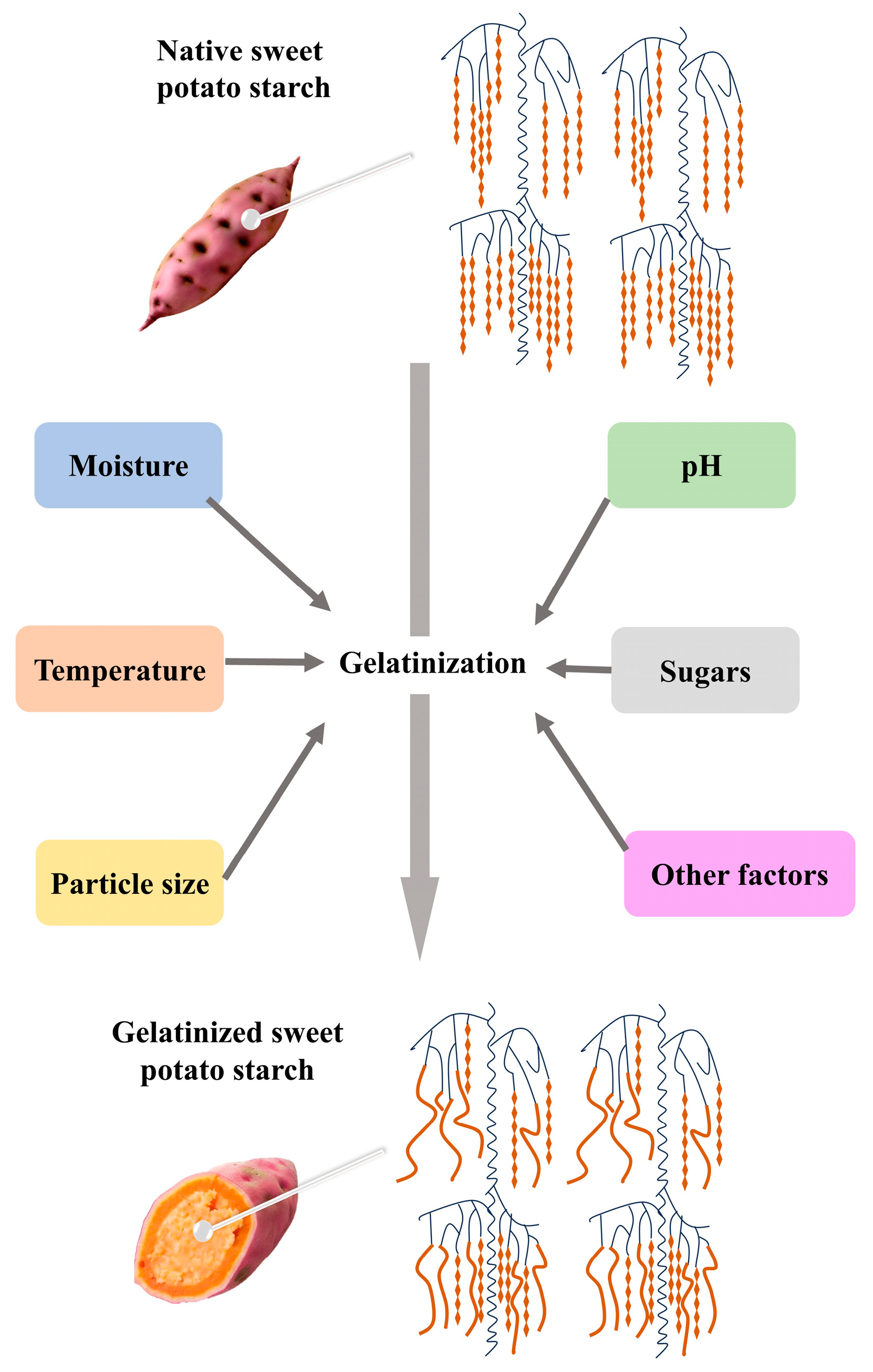 Advances In Processing Techniques And Determinants Of Sweet Potato Advances In Processing Techniques And Determinants Of Sweet Potato