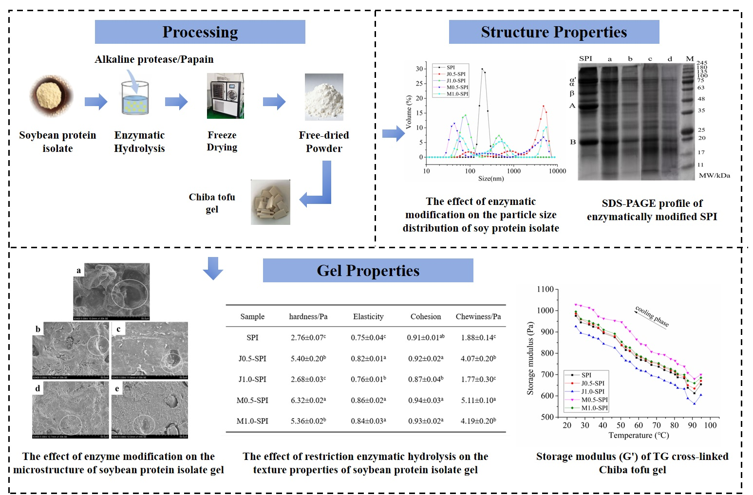 Effects of Selective Enzymatic Hydrolysis on Structural Properties and ...