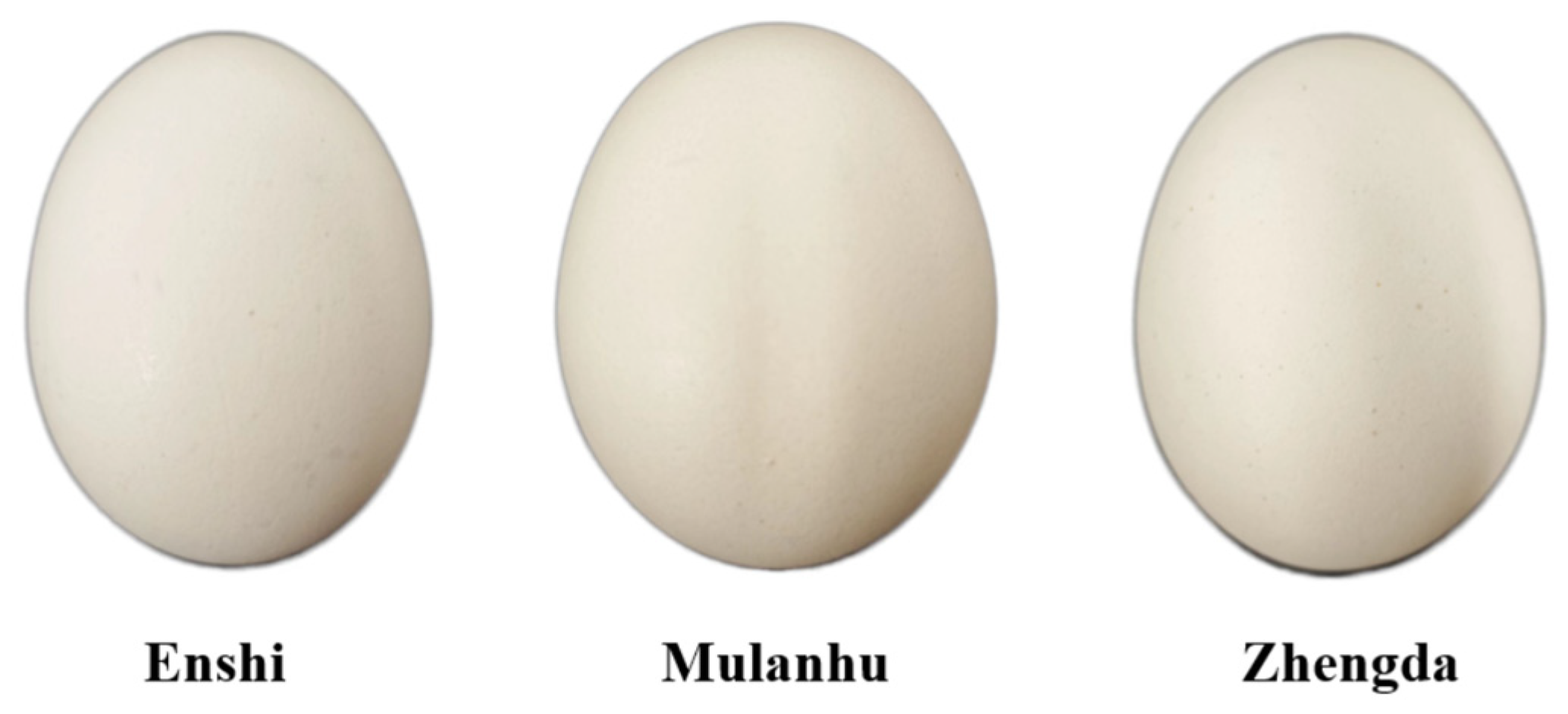 Cross-Temporal Egg Variety and Storage Period Classifications via