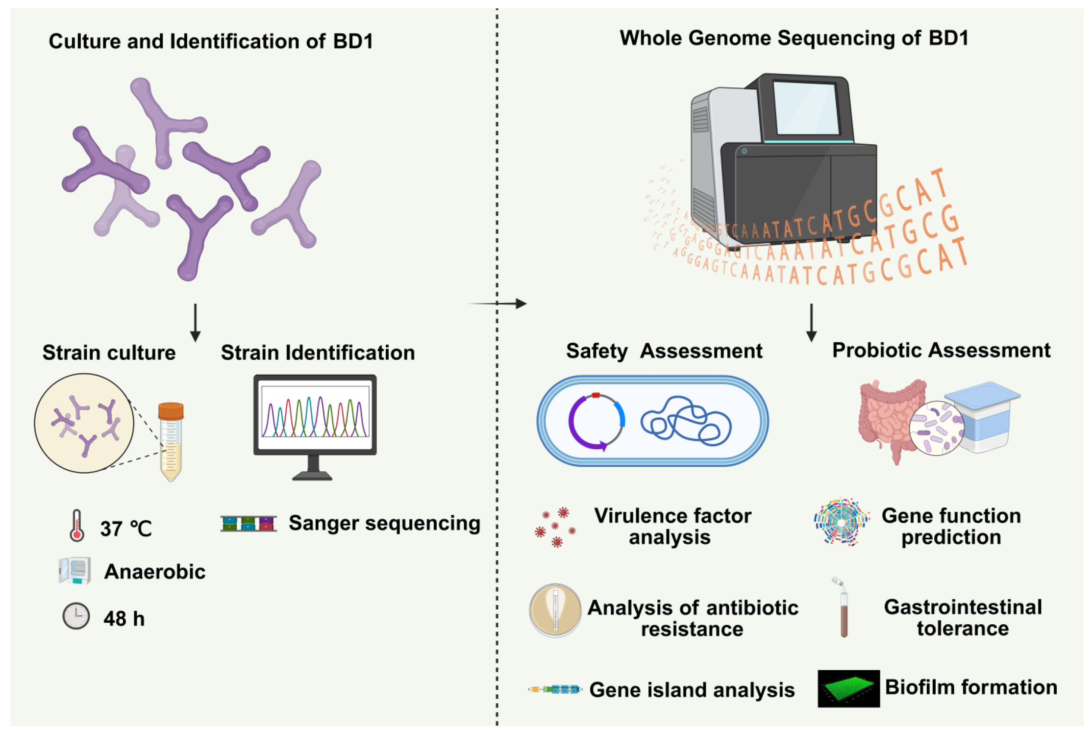 Genome-Based Evaluation of Safety and Probiotic Traits in Infant Feces ...
