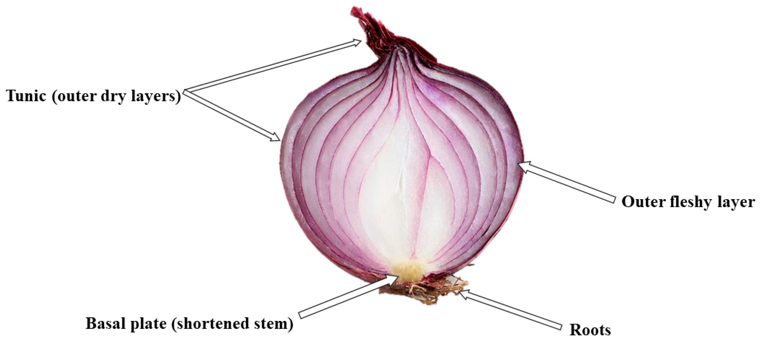 Valorization of Onion By-Products and Assessment of Their Biological ...